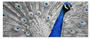 Obraz - modrý páv (120x50 cm)