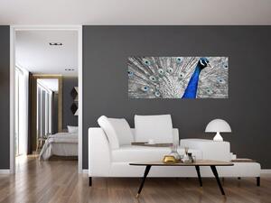 Obraz - modrý páv (120x50 cm)