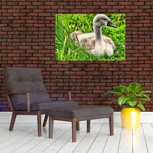 Obraz - malá labuť v tráve (90x60 cm)