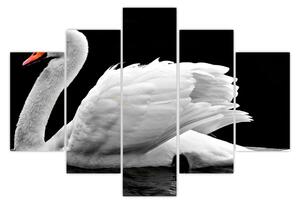 Obraz čiernobielej labute (150x105 cm)