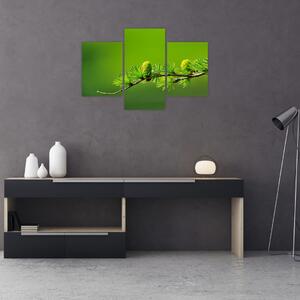 Obraz zelenej šišky (90x60 cm)
