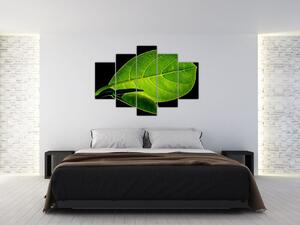Obraz - zelený list (150x105 cm)
