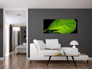 Obraz - zelený list (120x50 cm)
