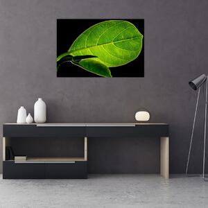 Obraz - zelený list (90x60 cm)