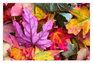Obraz - jesenné listy (90x60 cm)