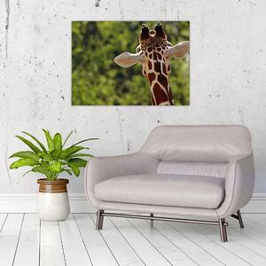 Obraz žirafy zozadu (70x50 cm)