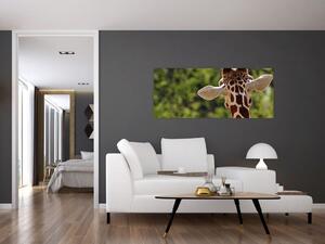 Obraz žirafy zozadu (120x50 cm)