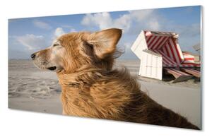 Sklenený obraz Hnedý pes beach 140x70 cm 4 Prívesky