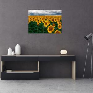Obraz slnečnicového poľa (70x50 cm)
