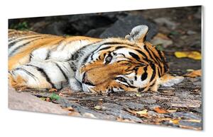 Sklenený obraz ležiace tiger 100x50 cm 2 Prívesky