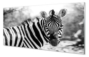 Sklenený obraz retro zebra 100x50 cm