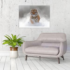Obraz bežiaceho tigra v snehu (70x50 cm)
