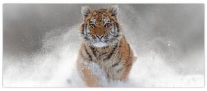 Obraz bežiaceho tigra v snehu (120x50 cm)