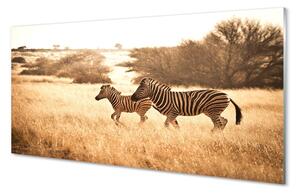 Sklenený obraz Zebra poľa sunset 100x50 cm 2 Prívesky