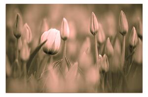 Obraz na plátne - Tulipán kvitnúci 101FA (60x40 cm)