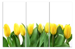 Obraz na plátne - Žlté tulipány 103B (120x80 cm)
