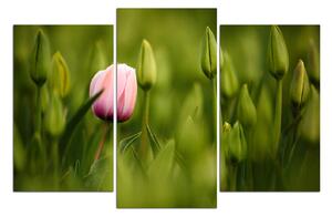 Obraz na plátne - Ružový tulipán kvitnúci 101C (90x60 cm)