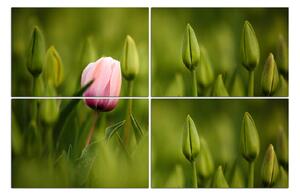 Obraz na plátne - Ružový tulipán kvitnúci 101E (90x60 cm)