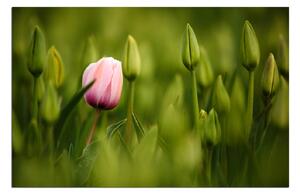 Obraz na plátne - Ružový tulipán kvitnúci 101A (60x40 cm)
