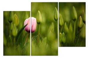 Obraz na plátne - Ružový tulipán kvitnúci 101D (90x60 cm)