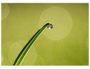 Obraz kvapky vody na tráve (70x50 cm)