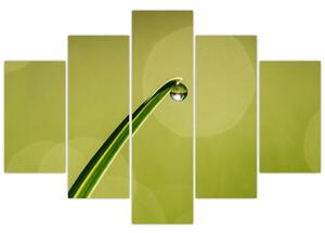 Obraz kvapky vody na tráve (150x105 cm)