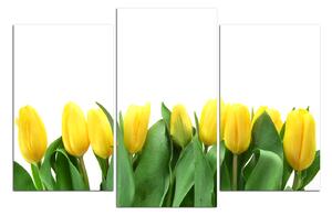 Obraz na plátne - Žlté tulipány 103C (120x80 cm)
