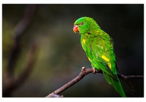 Obraz papagája na vetve (90x60 cm)