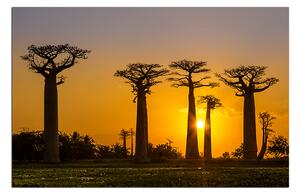 Obraz na plátne - Baobaby 105A (100x70 cm)