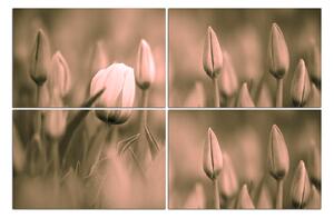 Obraz na plátne - Tulipán kvitnúci 101FE (150x100 cm)