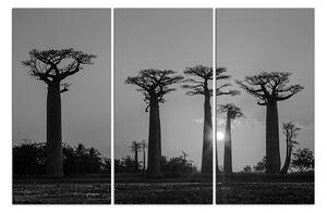 Obraz na plátne - Baobaby. 105ČB (150x100 cm)