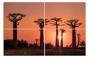 Obraz na plátne - Baobaby... 105FC (150x100 cm)