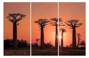 Obraz na plátne - Baobaby... 105FB (150x100 cm)