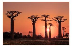 Obraz na plátne - Baobaby... 105FA (100x70 cm)