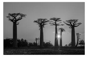 Obraz na plátne - Baobaby. 105ČA (60x40 cm)