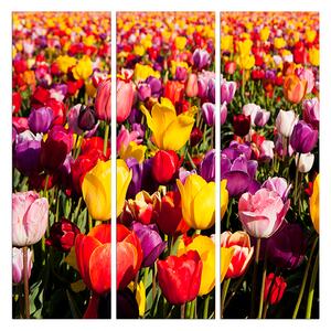 Obraz na plátne - Pole tulipánov - štvorec 304B (75x75 cm)