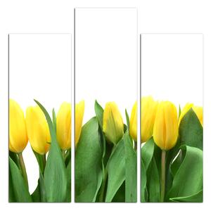 Obraz na plátne - Žlté tulipány - štvorec 303D (75x75 cm)