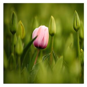 Obraz na plátne - Ružový kvitnúci tulipán - štvorec 301A (80x80 cm)