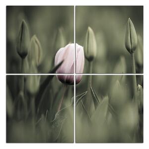 Obraz na plátne - Ružový kvitnúci tulipán - štvorec... 301FD (60x60 cm)