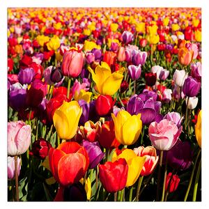 Obraz na plátne - Pole tulipánov - štvorec 304A (50x50 cm)