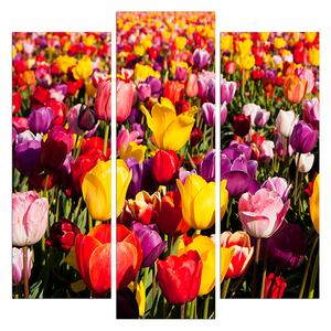 Obraz na plátne - Pole tulipánov - štvorec 304C (75x75 cm)