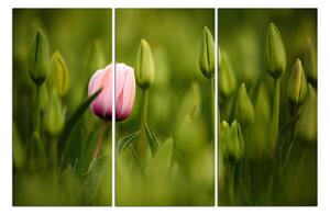 Obraz na plátne - Ružový tulipán kvitnúci 101B (90x60 cm )