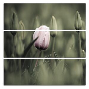 Obraz na plátne - Ružový kvitnúci tulipán - štvorec... 301FC (75x75 cm)