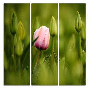 Obraz na plátne - Ružový kvitnúci tulipán - štvorec 301B (75x75 cm)