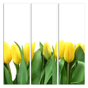 Obraz na plátne - Žlté tulipány - štvorec 303B (75x75 cm)