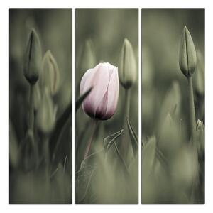 Obraz na plátne - Ružový kvitnúci tulipán - štvorec... 301FB (75x75 cm)