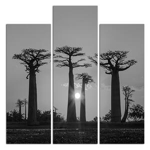 Obraz na plátne - Baobaby pri západe Slnka - štvorec. 305ČC (75x75 cm)