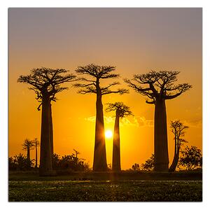 Obraz na plátne - Baobaby pri západe Slnka - štvorec 305A (50x50 cm)