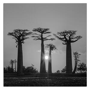 Obraz na plátne - Baobaby pri západe Slnka - štvorec. 305ČA (50x50 cm)
