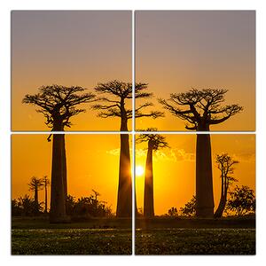 Obraz na plátne - Baobaby pri západe Slnka - štvorec 305D (60x60 cm)